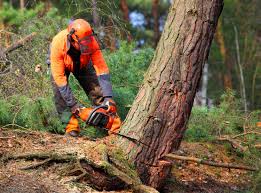 Why Choose Our Tree Removal Services in Broad Creek, NC?