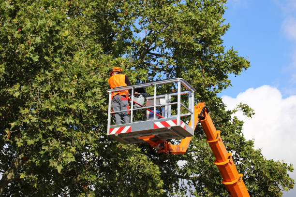 Broad Creek, NC  Tree Services Company